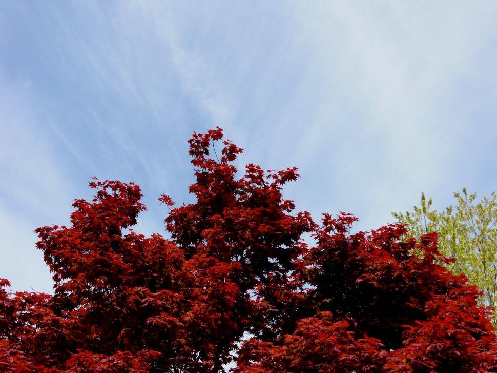 Free Image of Autumn Leaves against a blue sky 
