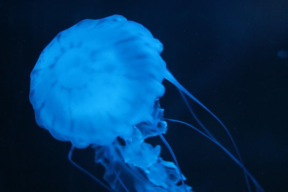 Free Image of Close Up of a Jellyfish in the Water 
