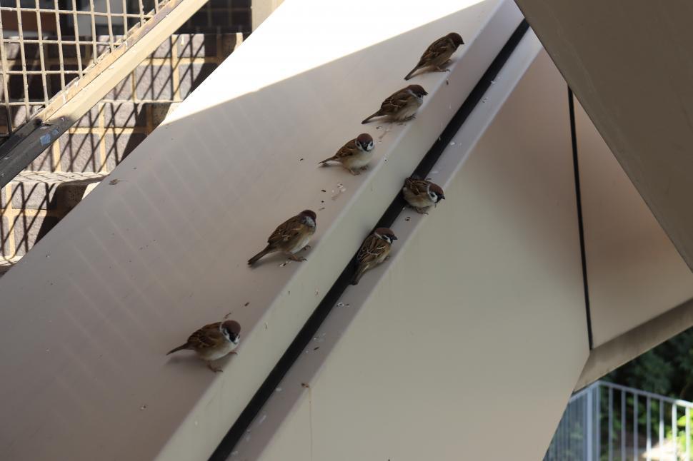 Free Image of Sparrows sitting beside a staircase  
