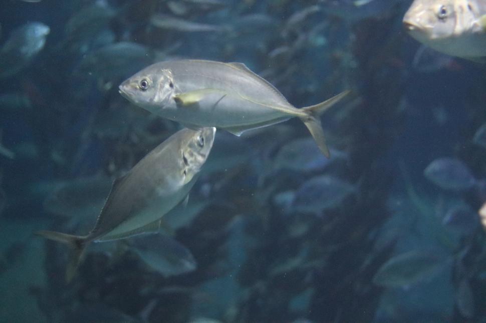 Free Image of Group of Fish Swimming in a Large Body of Water 