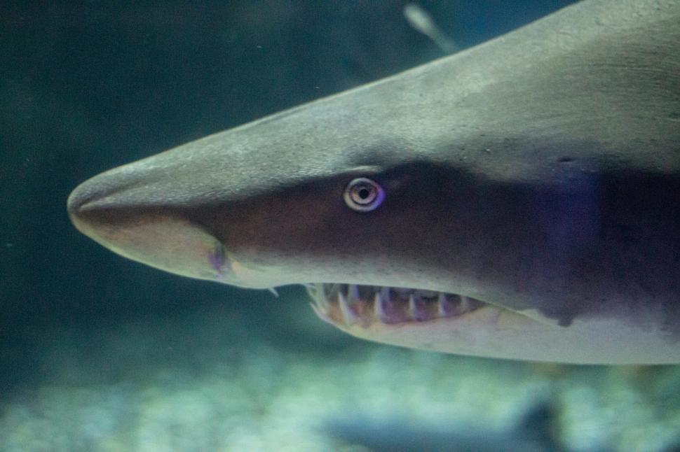 Free Image of Close Up of Shark With Mouth Open 