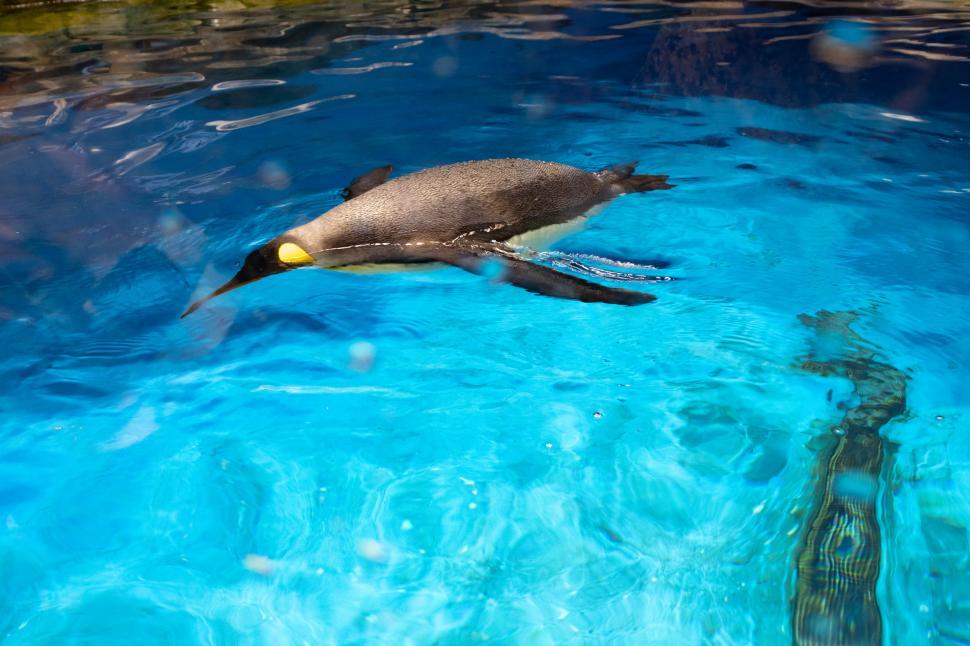 Free Image of Penguin Swimming in Blue Water 