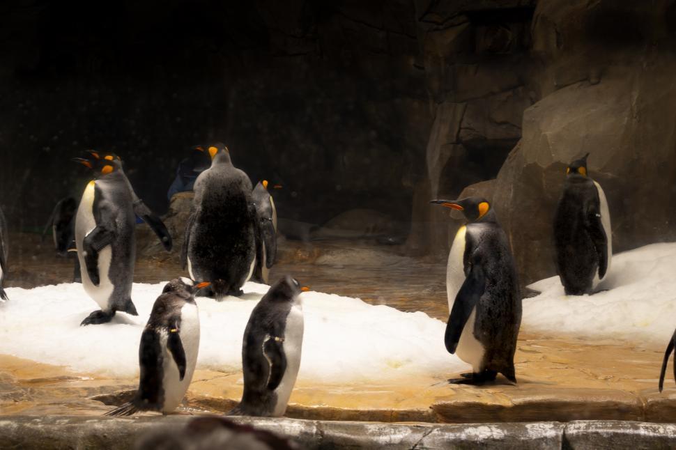 Free Image of Group of Penguins Standing on Snow Covered Ground 