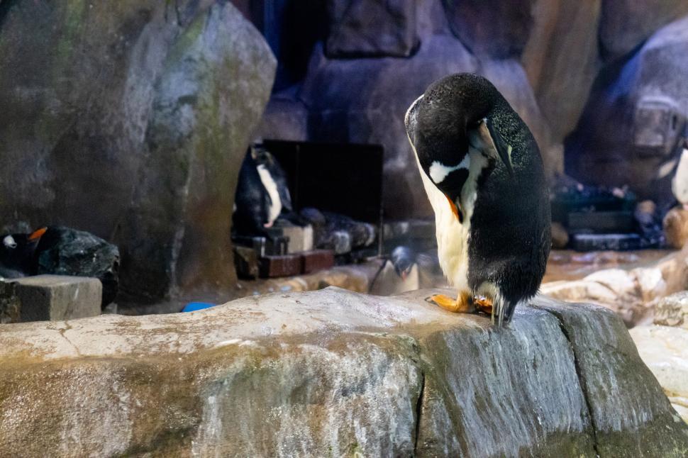 Free Image of cute penguin in a zoo  