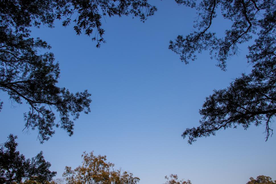 Free Image of Group of Trees Under Blue Sky 