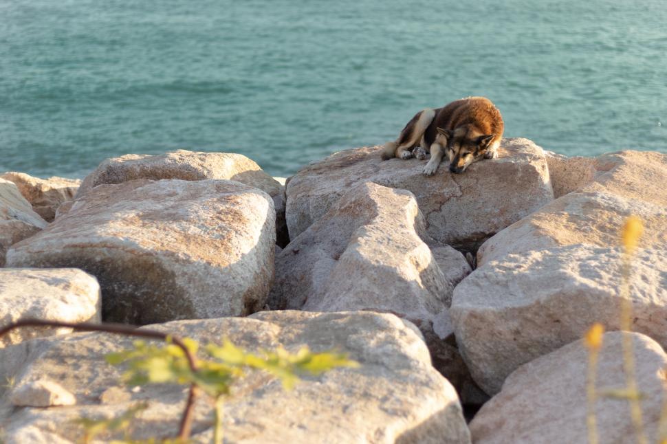 Free Image of A brown dog sleeping on the rock beside the sea  