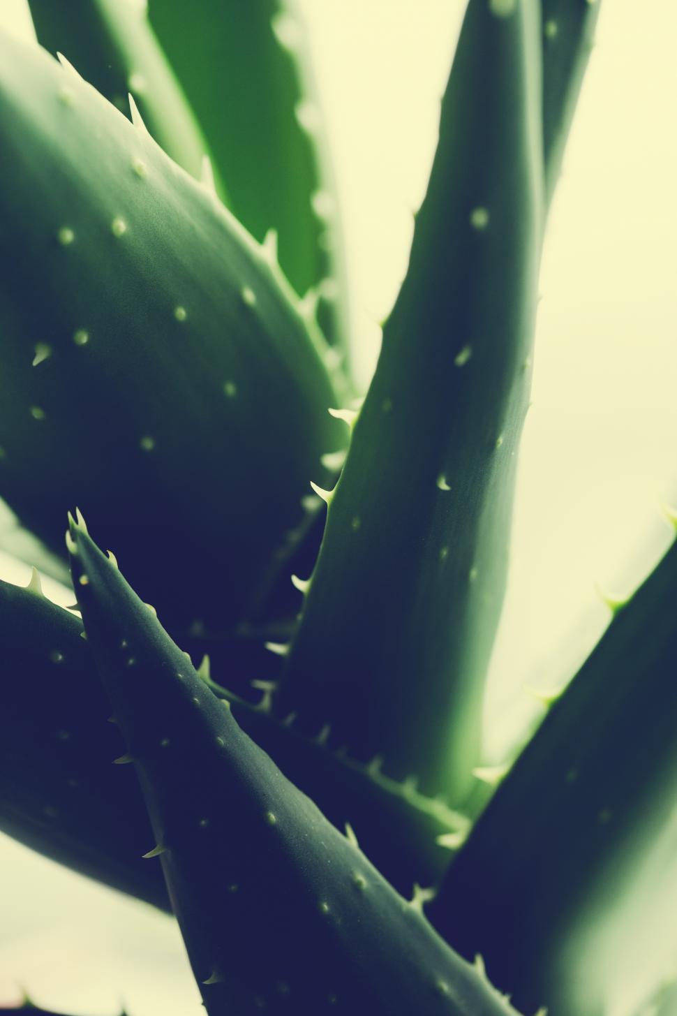 Free Image of Aloe vera plant detailed 
