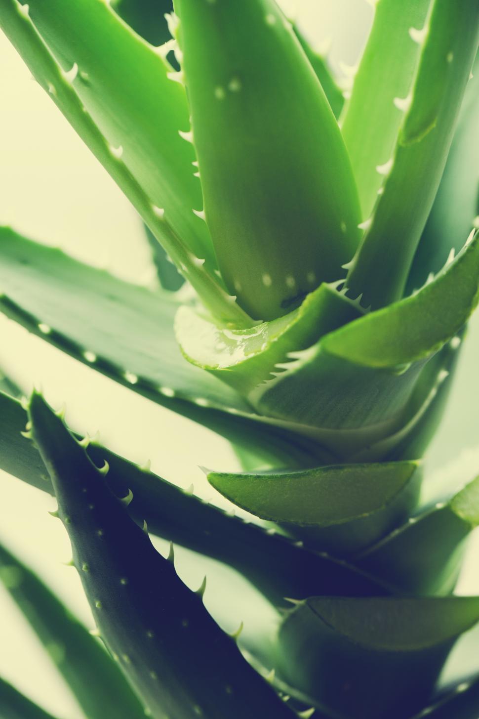 Free Image of Aloe vera stem and thick leaves 