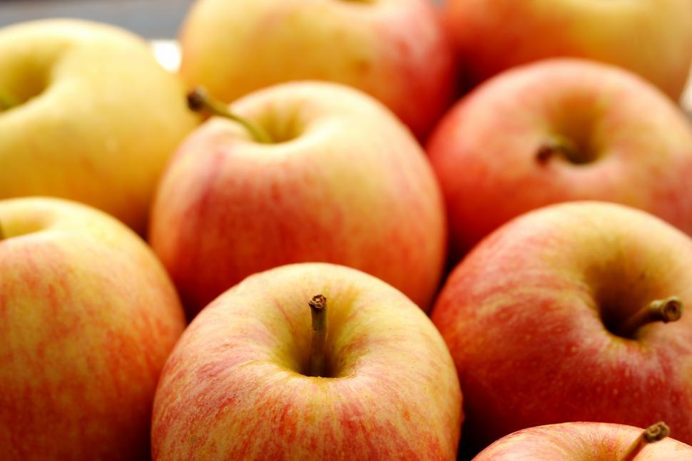 Free Image of Many ripe apples 