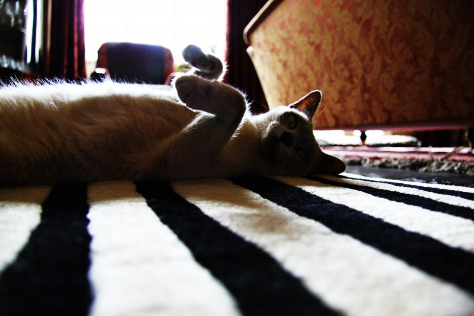 Free Image of Cat on Rug 