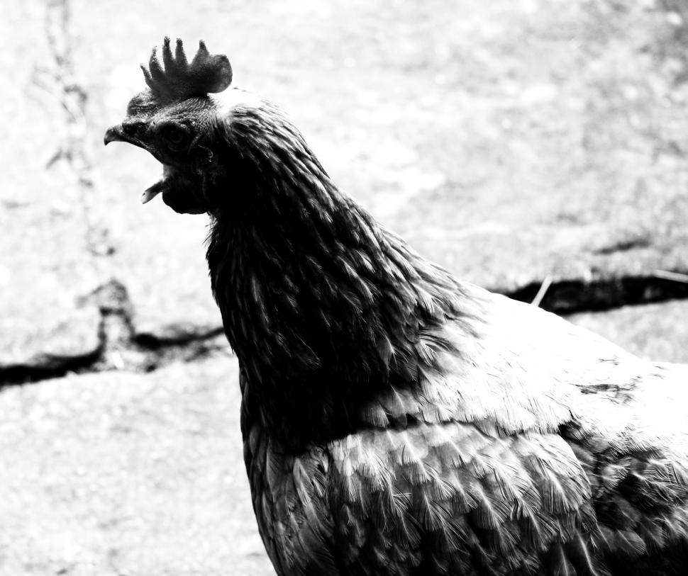 Free Image of Chicken - Monochrome 