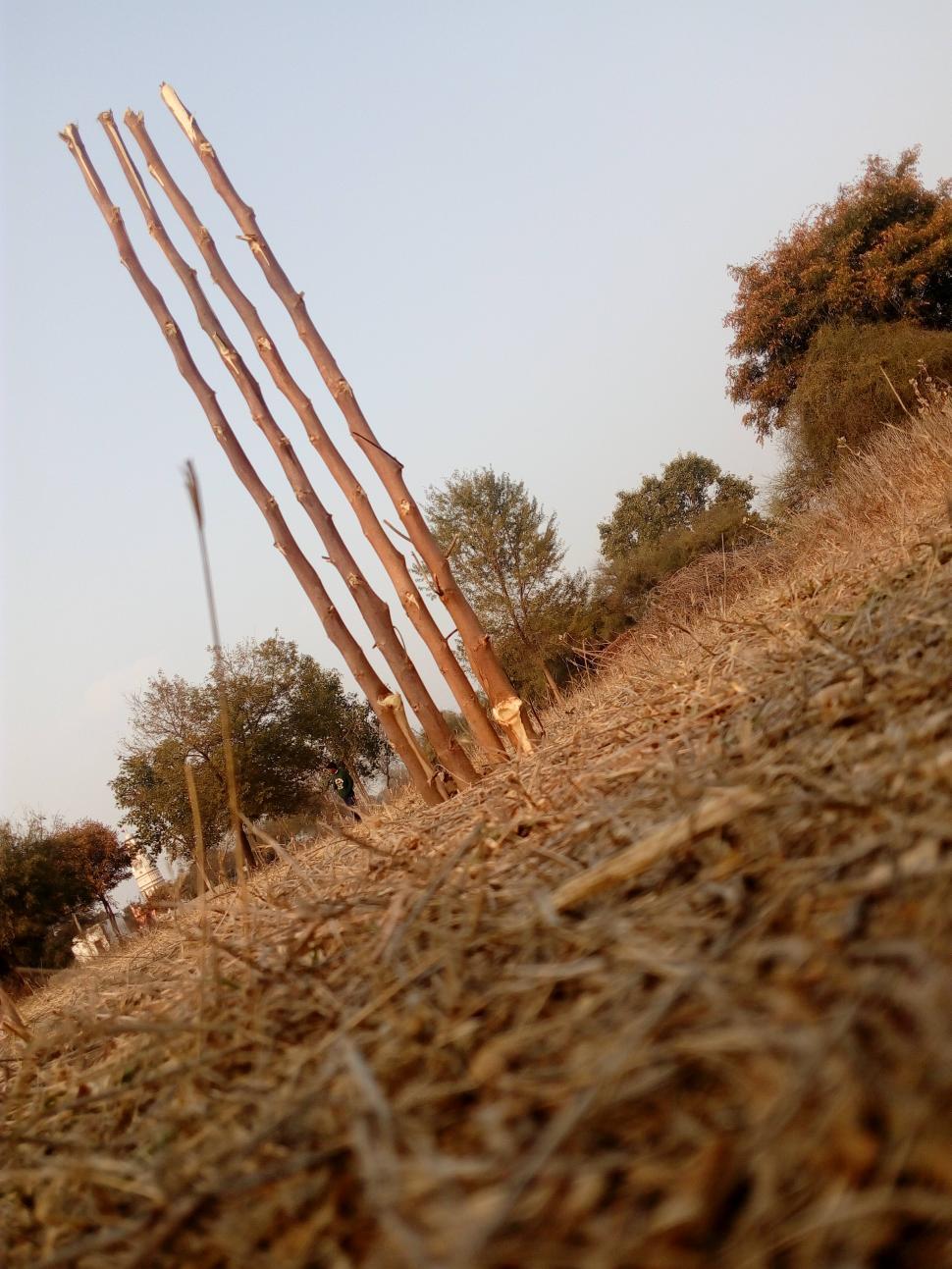 Free Image of Village cricket stumps  