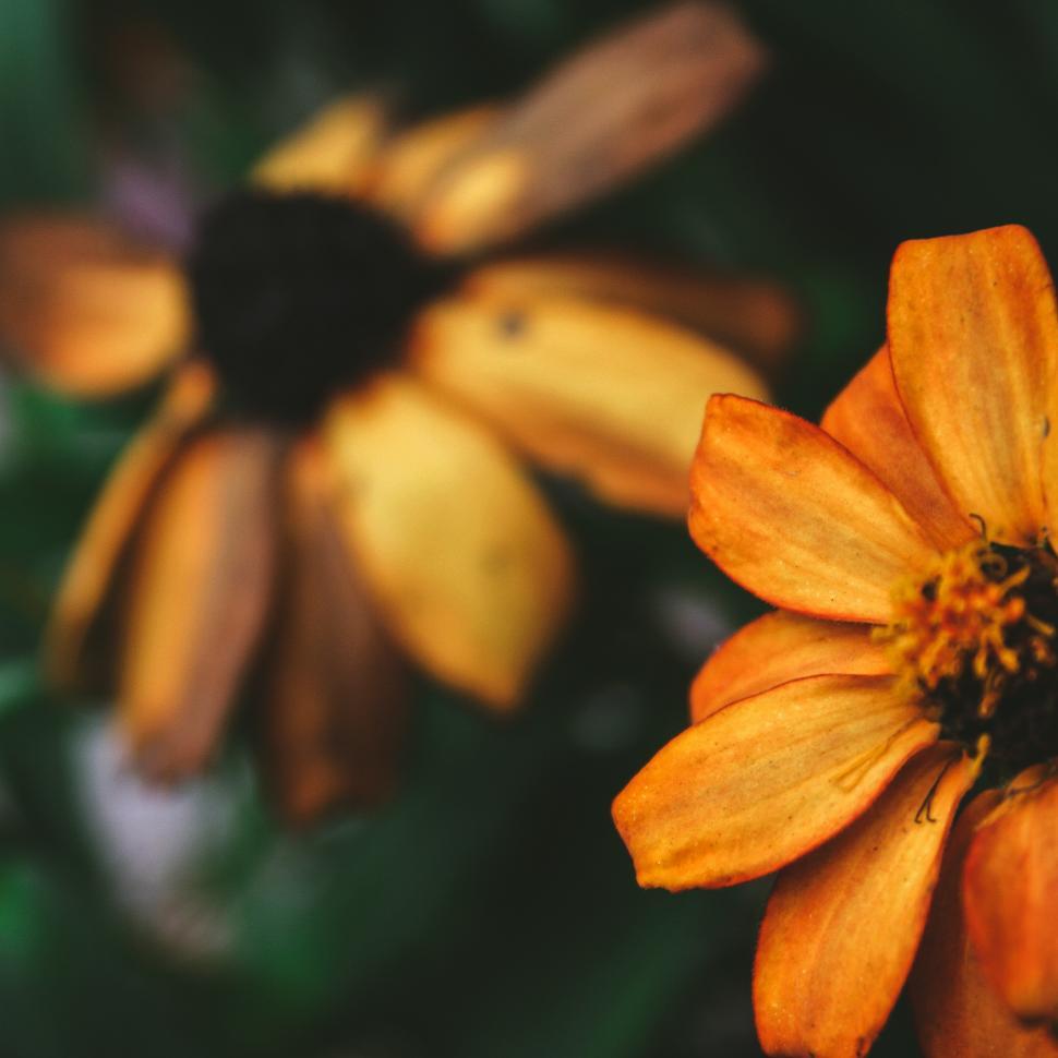 Free Image of Orange flowers with blur background 