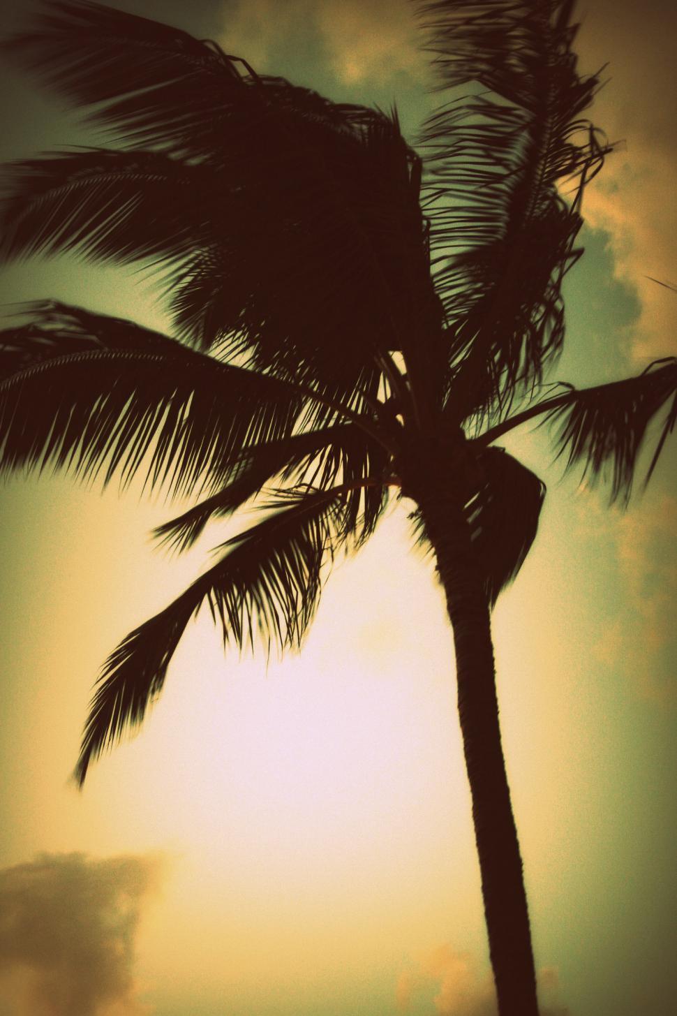 Free Image of Palm tree and sunset sky 