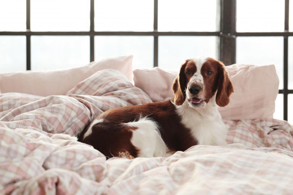 Free Image of Morning bed with handsome dog 
