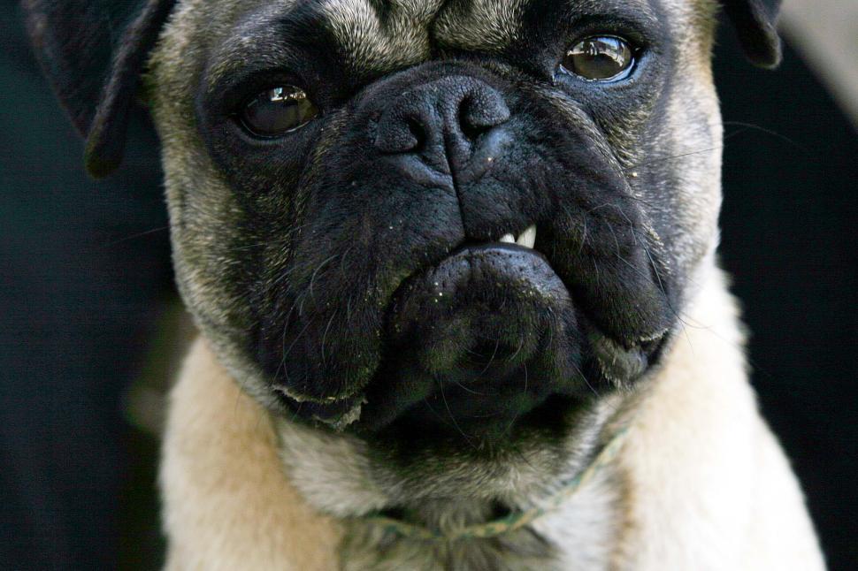 Download Free Stock Photo of Snarling pug 