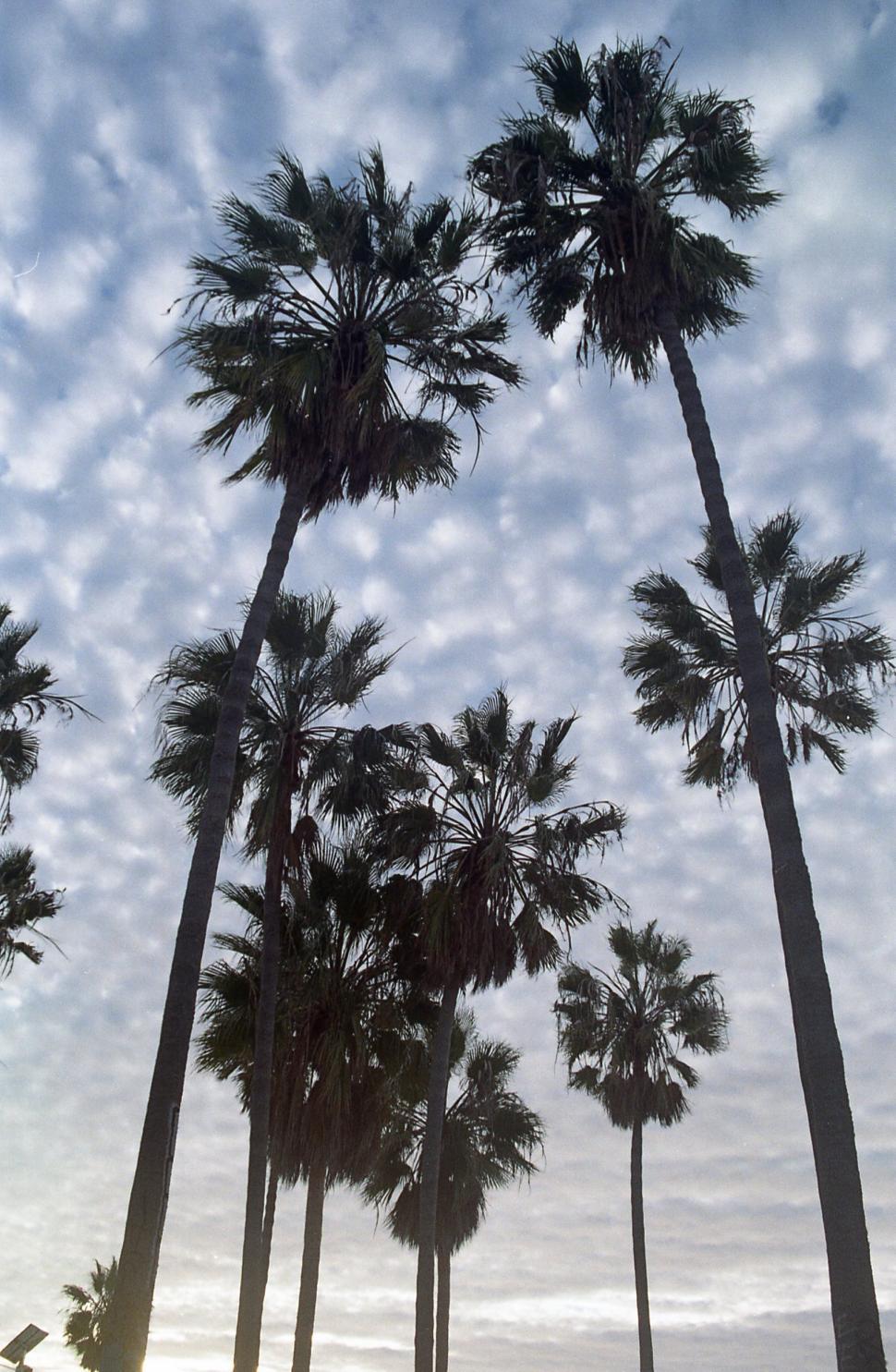Free Image of Palm Trees 