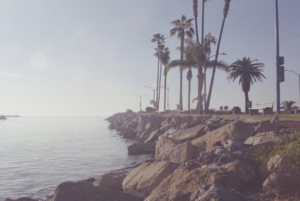 Free Image of Coastline with palm trees 