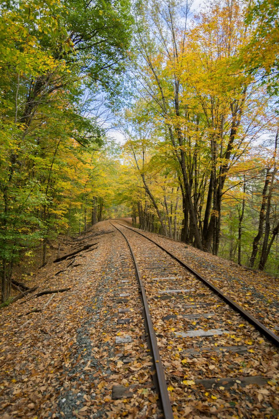 Free Image of Rail track in autumn forest 