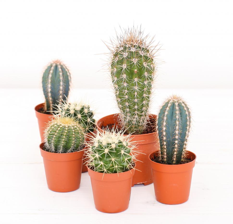 Free Image of Cactus of various sizes in pots 