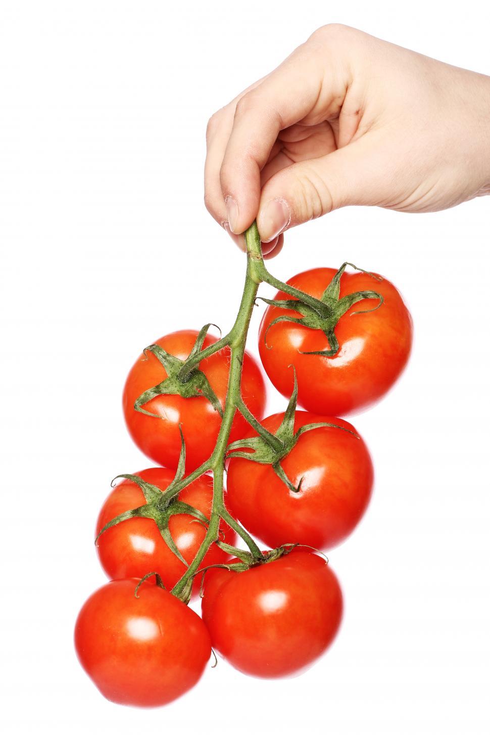Free Image of Tomatoes on the vine over white background 