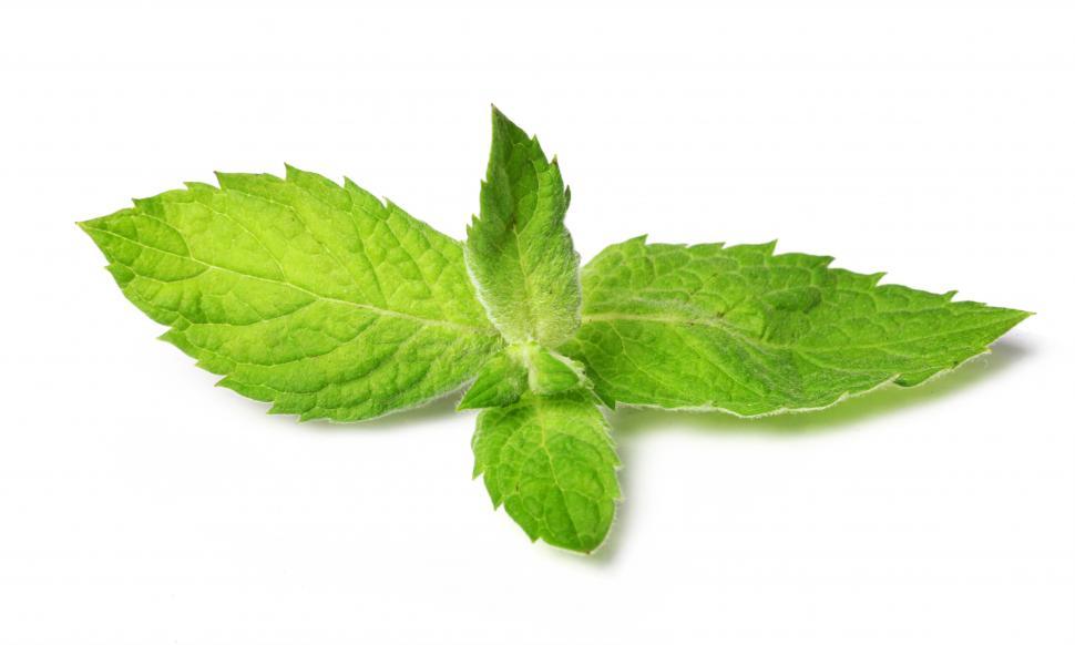 Free Image of Close up of fresh mint leaves 