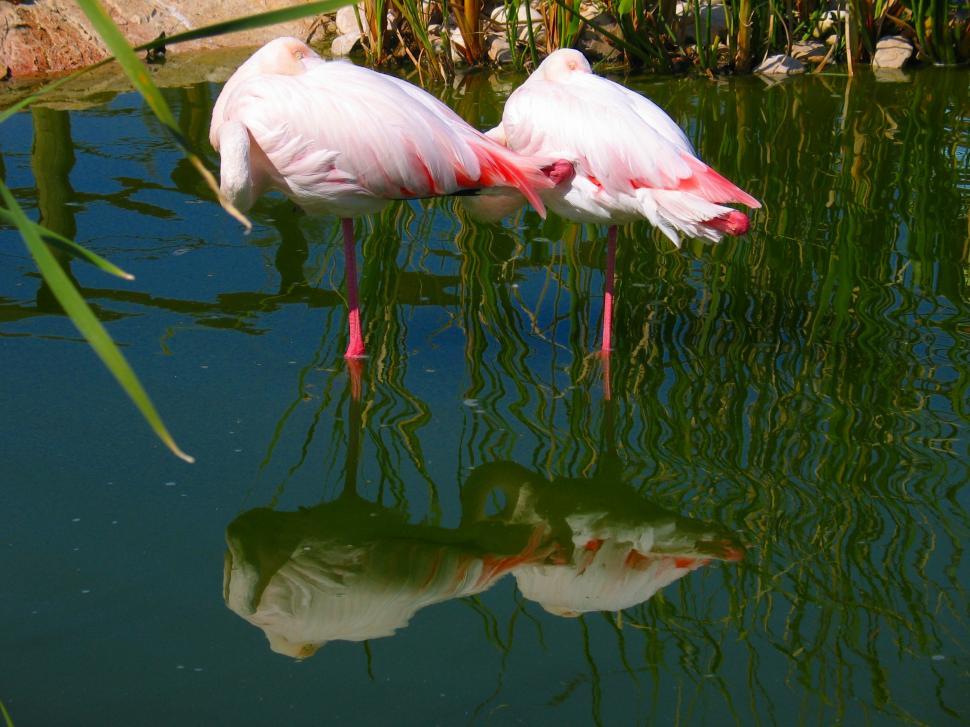 Free Image of Flamingos 