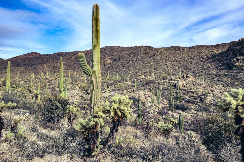Free Image of Large Saguaro cactus in the foreground 