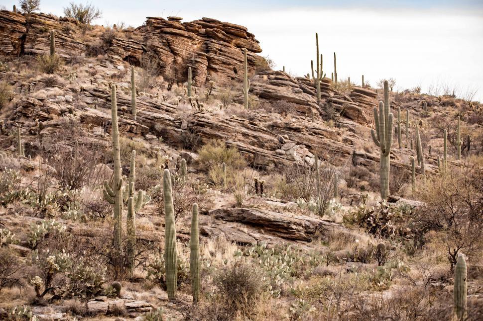 Free Image of Steep rocks and Saguaro cactus 
