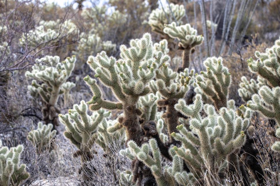 Free Image of Hillside of  dense Cholla cactus 