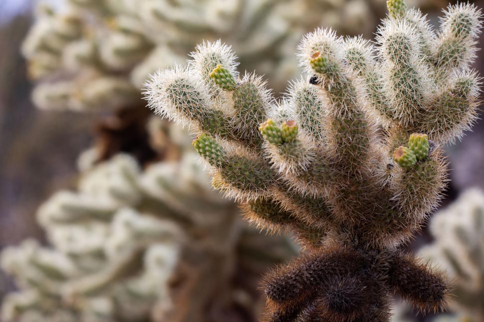 Free Image of Close up of Cholla cactus and blooms 