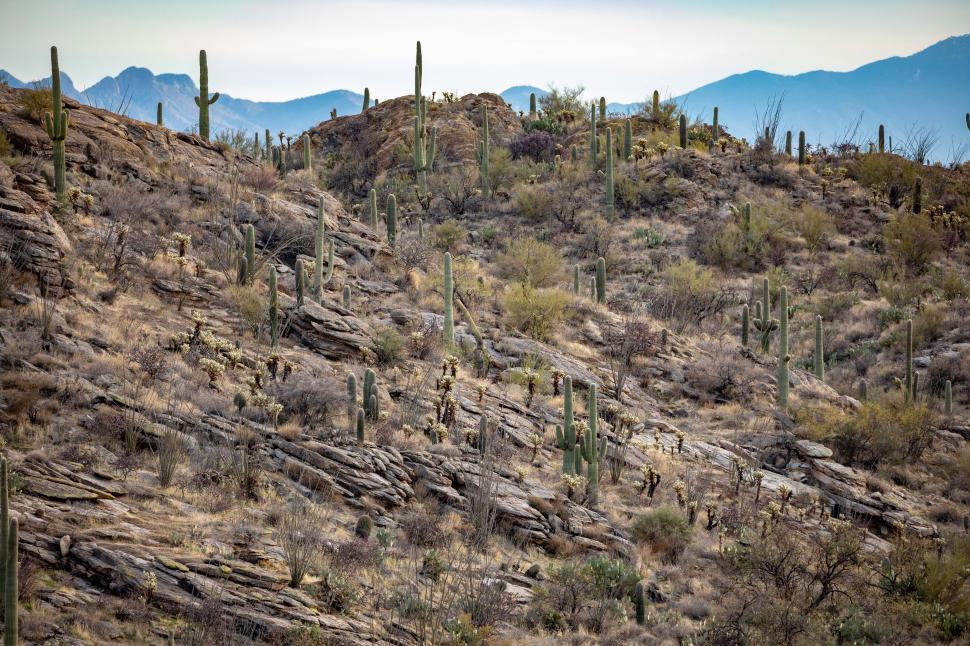 Free Image of Rocky hillside of saguaro and other cactus 