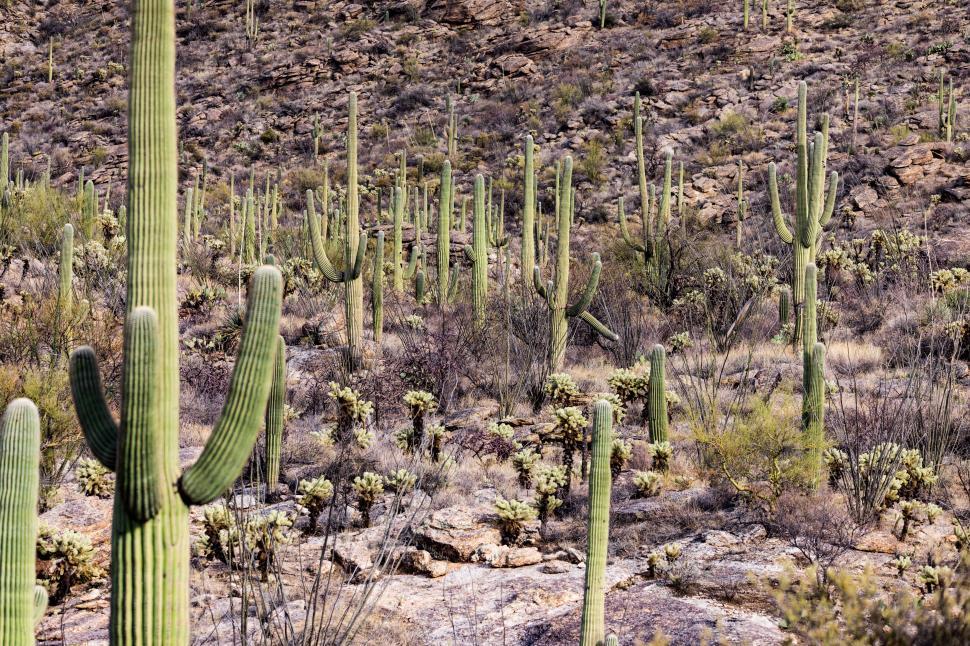 Free Image of Dense Cactus Fores in Saguaro National Park 