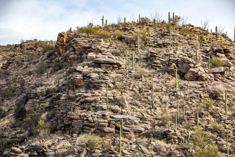 Free Image of Rocky, steep grade with many saguaro cactus 