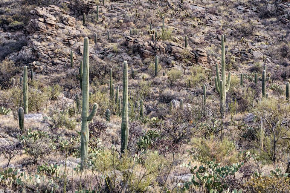 Free Image of Steep hillside with sahuaro cactus 