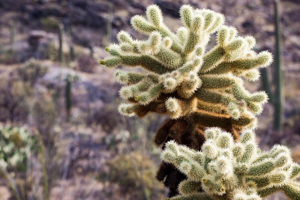 Free Image of Sharp spines of a cholla cactus 