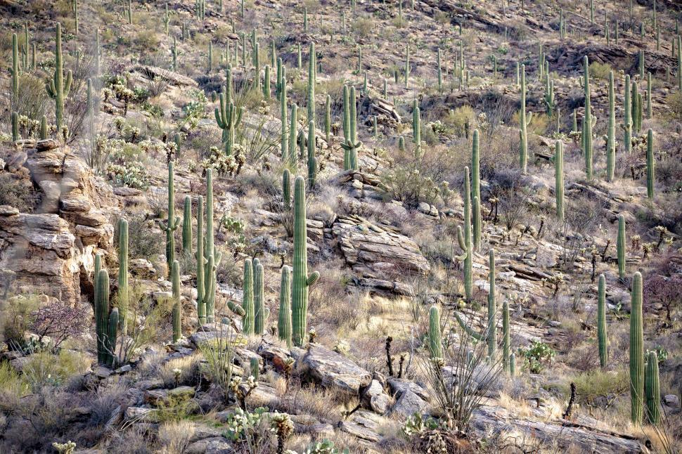 Free Image of Cactus Forest in Saguaro National Park, Tucson, Arizona 