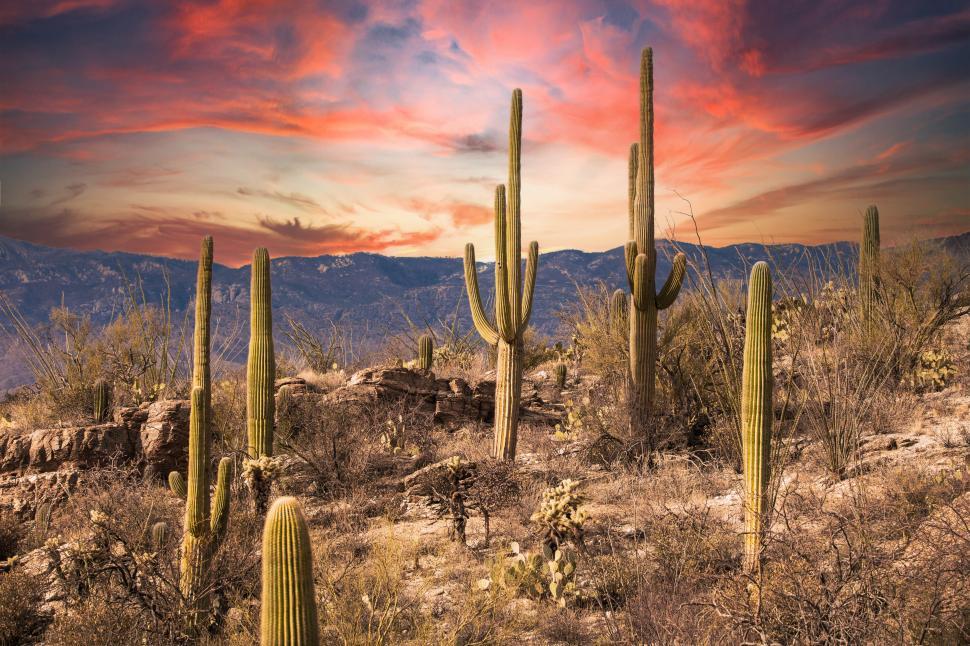 Free Image of Saguaro Cactus grow in the desert southwest 
