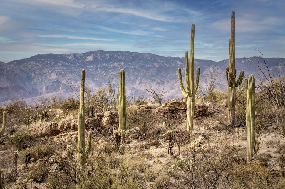 Free Image of Large Saguaro Cactus growing in Tucson, Arizona 