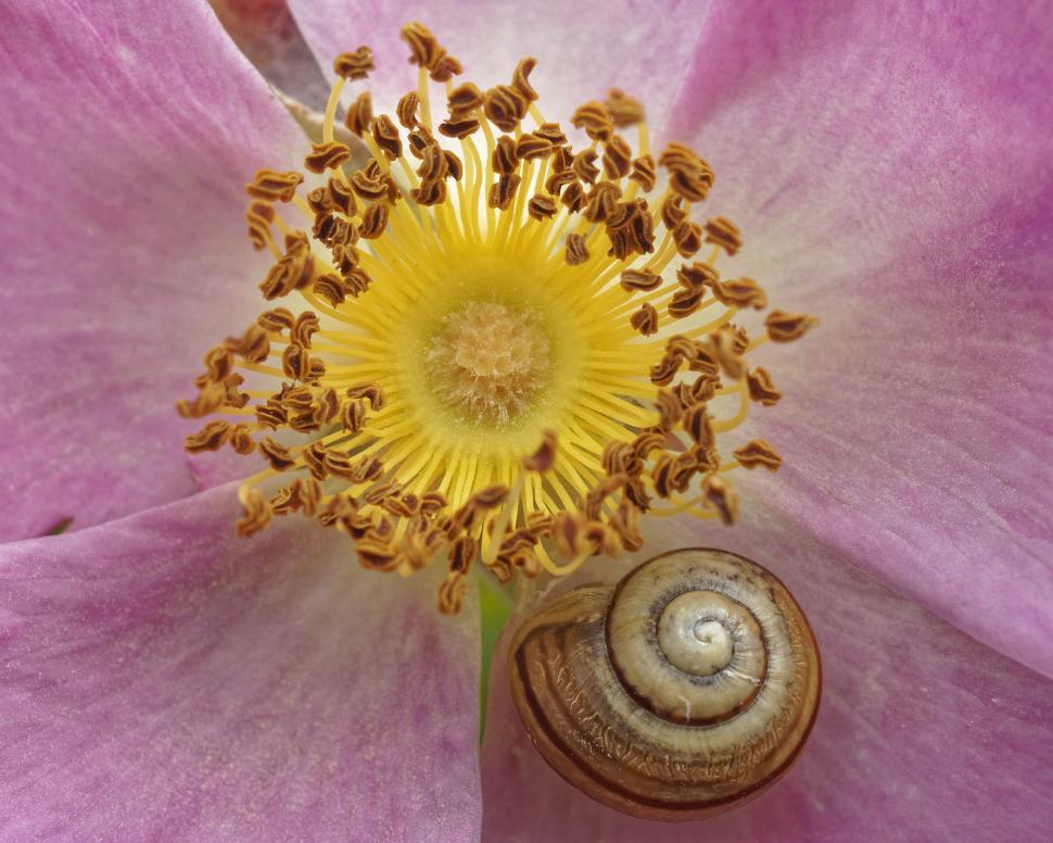 Free Image of Snail on a rose 