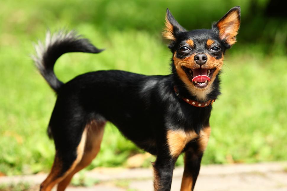 Free Image of Cute toy terrier in the park 