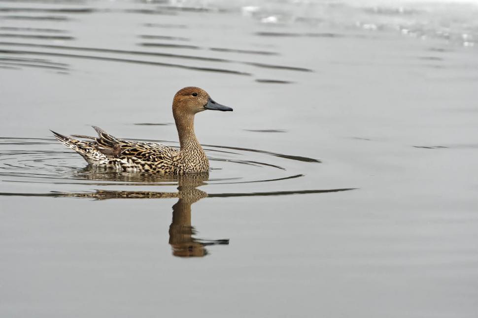 Free Image of Northern Pintail, female 