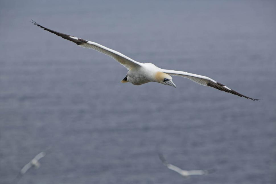 Free Image of Northern Gannet with wings extended 