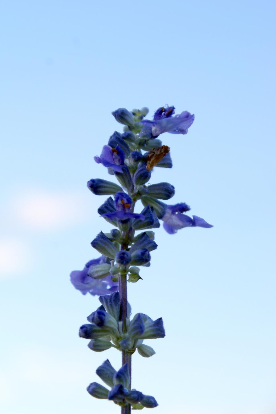 Free Image of Blue flowersand blue sky. 