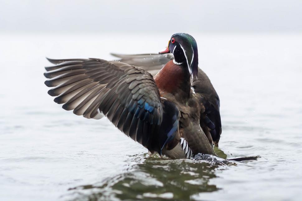 Free Image of Wood Duck 