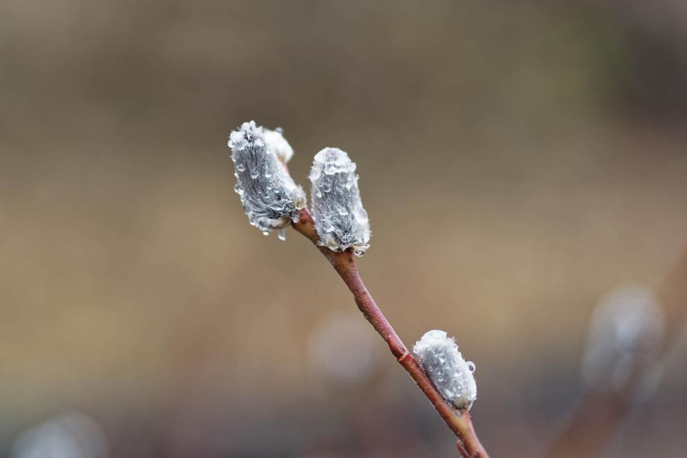 Free Image of Pussy Willow 