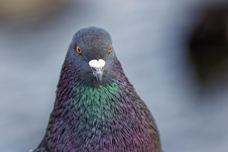 Free Image of Feral Pigeon 