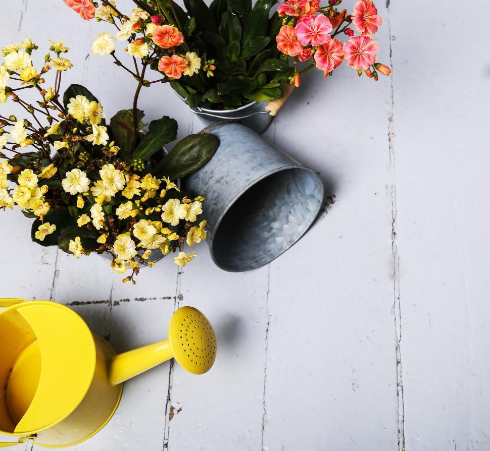 Free Image of Gardening and flowers with watering can 