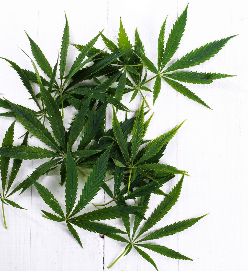 Free Image of Bunch of Fresh Cannabis Leaves 