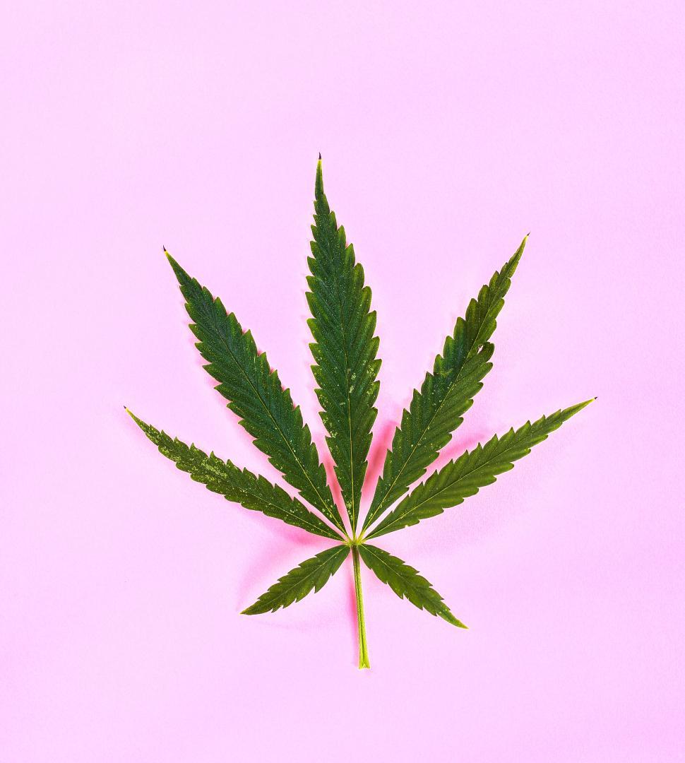 Free Image of Cannabis leaves on pink colored background 